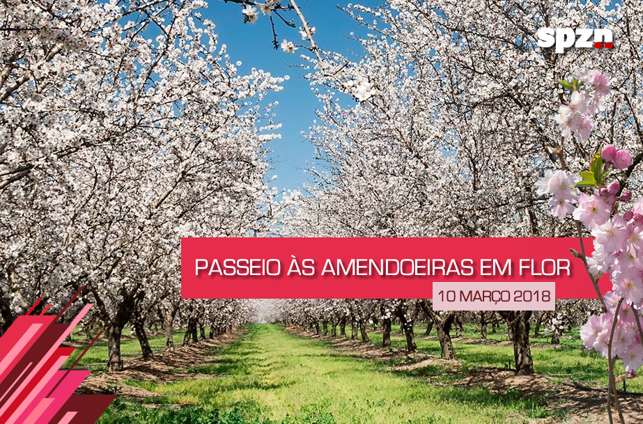 Passeio às Amendoeiras em Flor